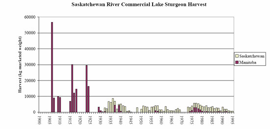 Graph Sask River Commercial Lake Sturgeon Harvest