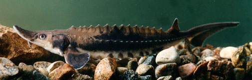 Young sturgeon with pebbles