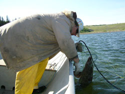 Capturing sturgeon in nets