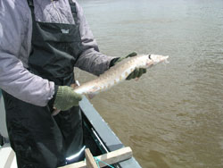 Man holding up a sturgeon to release